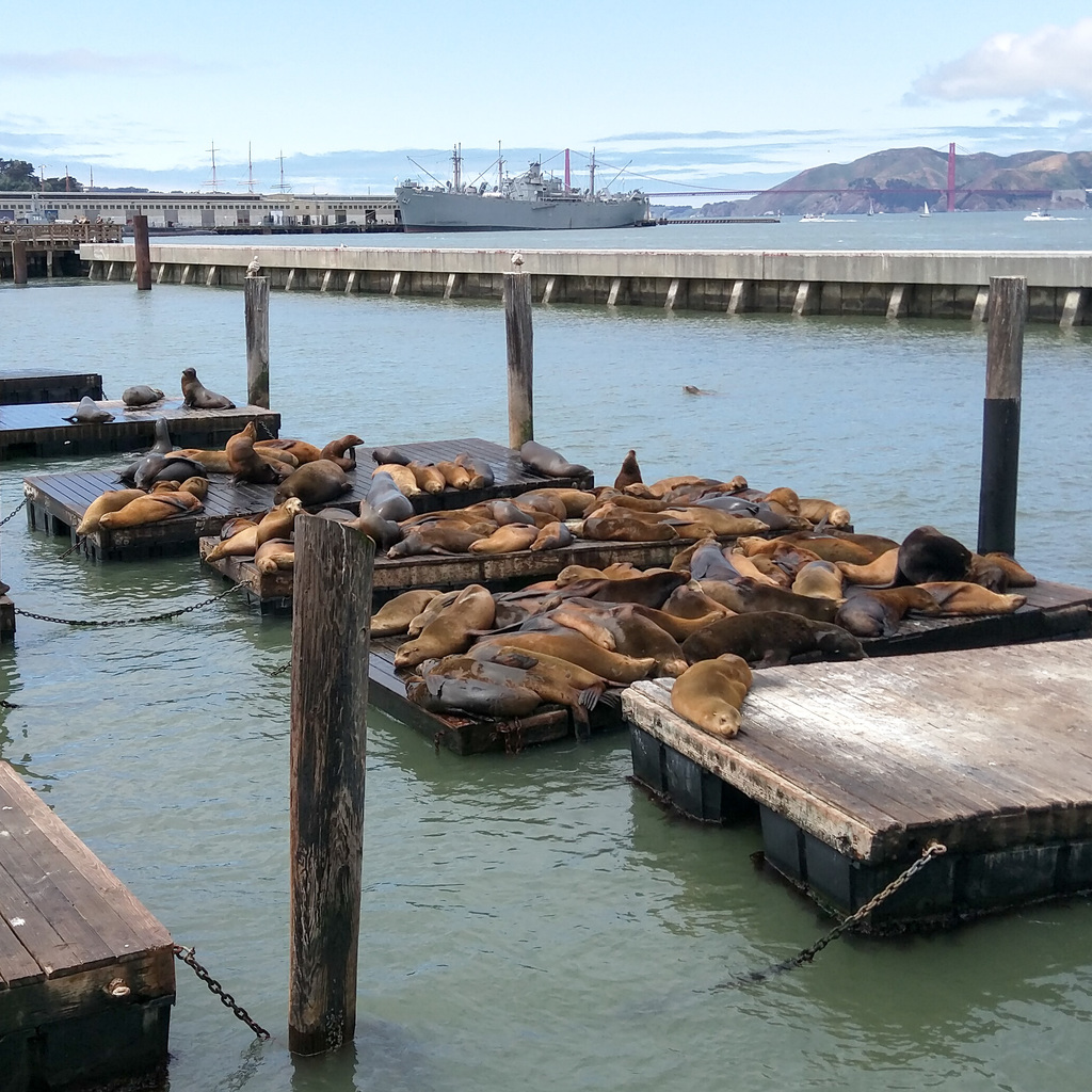 Seals! Seals!