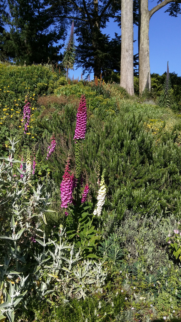 San Francisco Botanical Garden San Francisco Botanical Garden