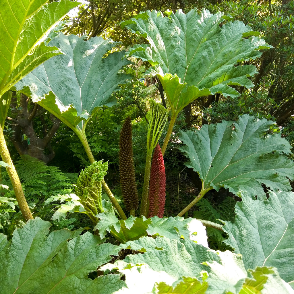 San Francisco Botanical Garden San Francisco Botanical Garden