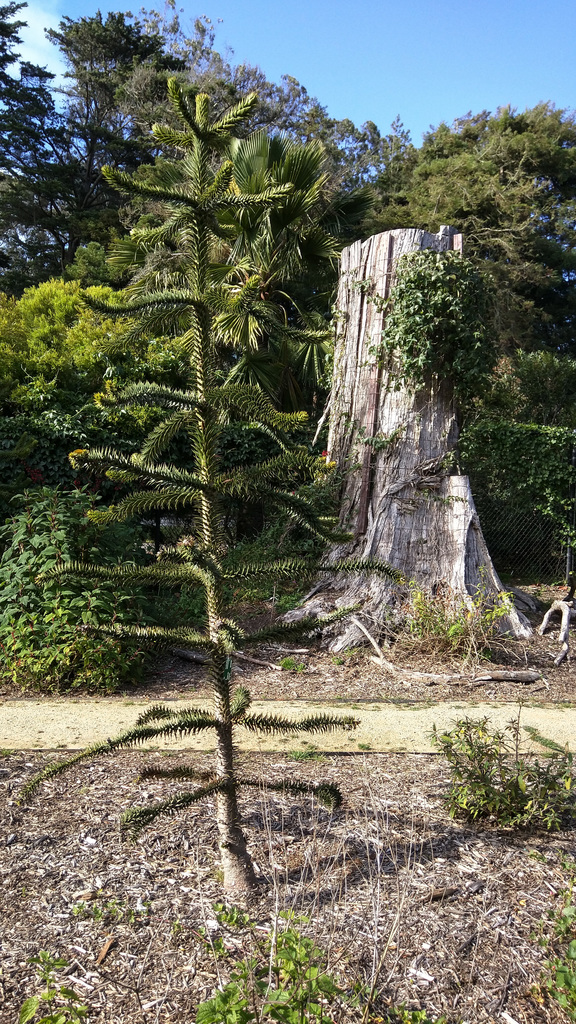 San Francisco Botanical Garden San Francisco Botanical Garden