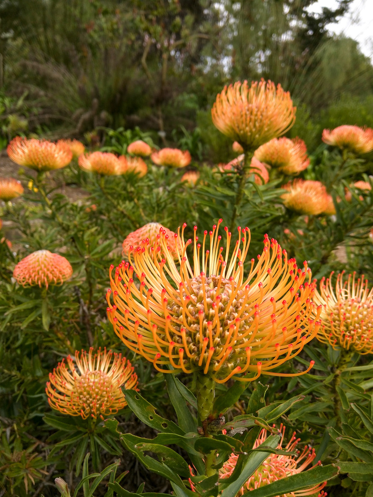 San Francisco Botanical Garden San Francisco Botanical Garden