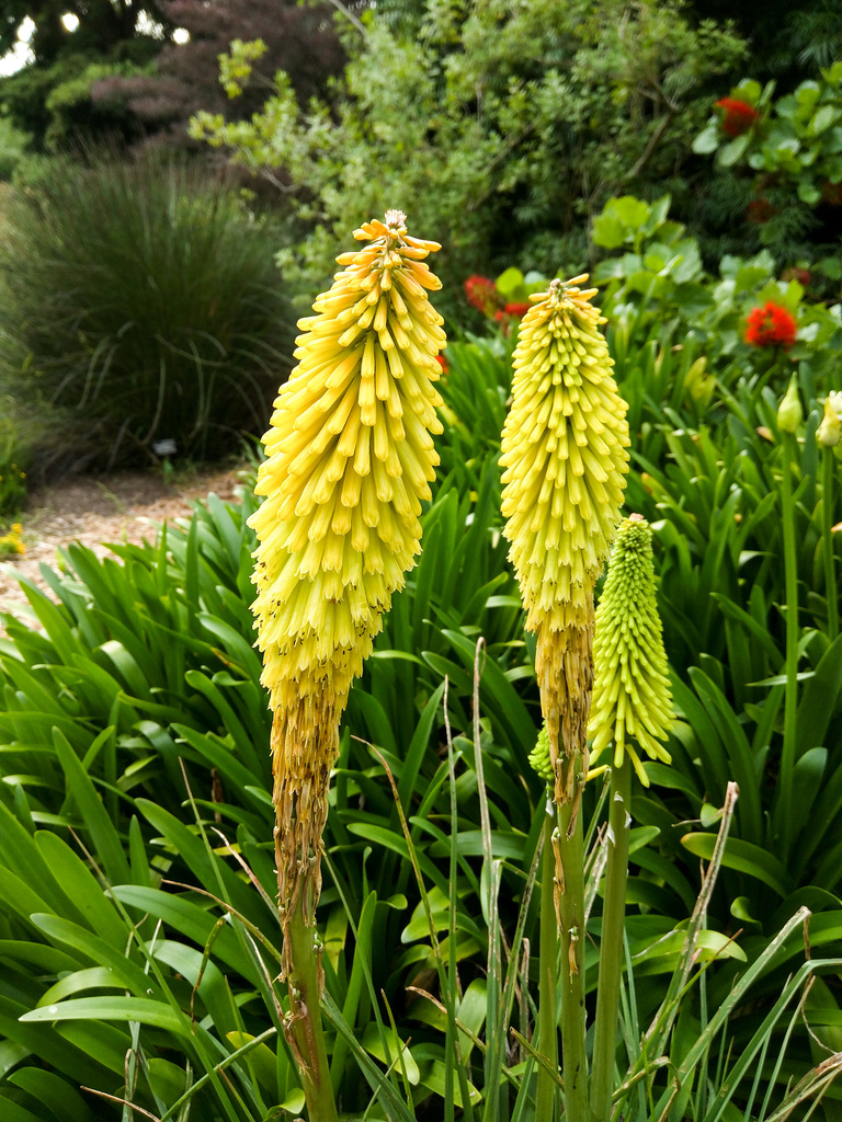 San Francisco Botanical Garden San Francisco Botanical Garden
