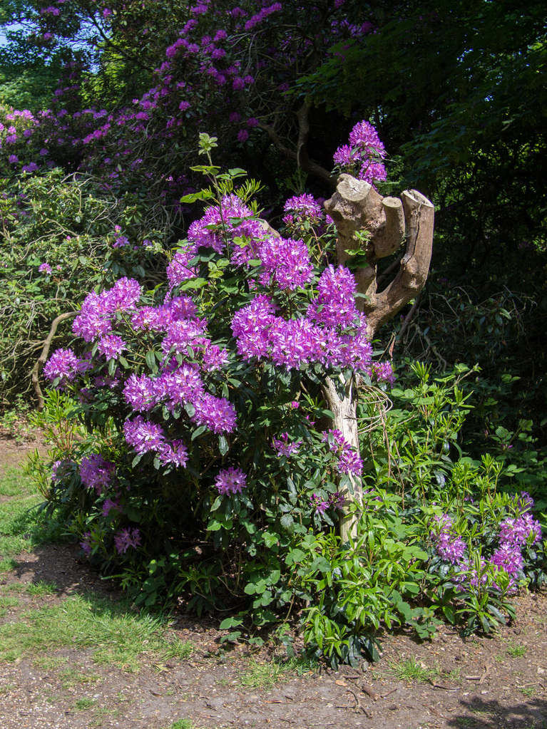 Sheringham Park