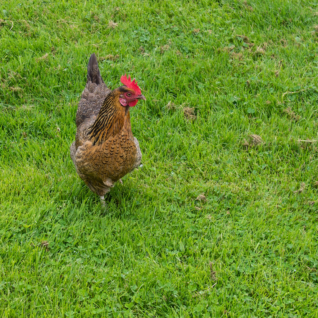 Rooster