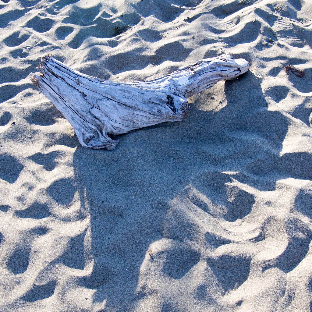 Driftwood