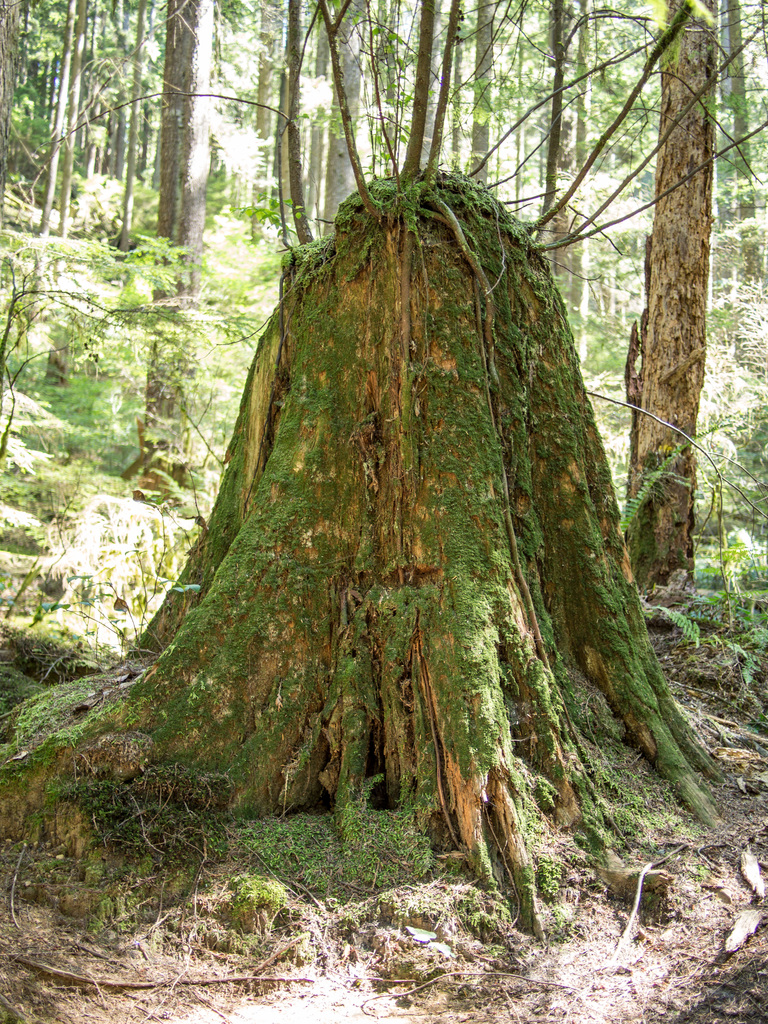 Lynn Canyon