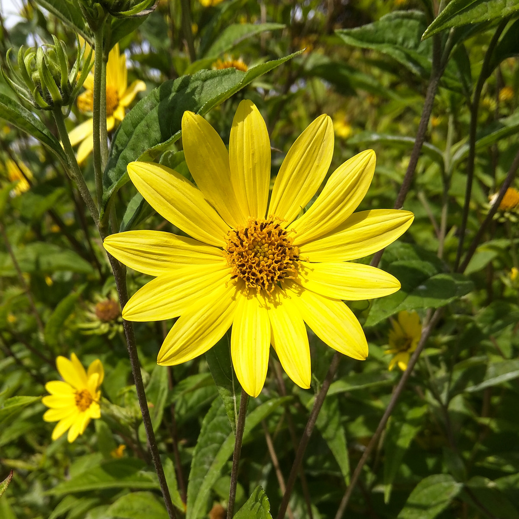 Daisy