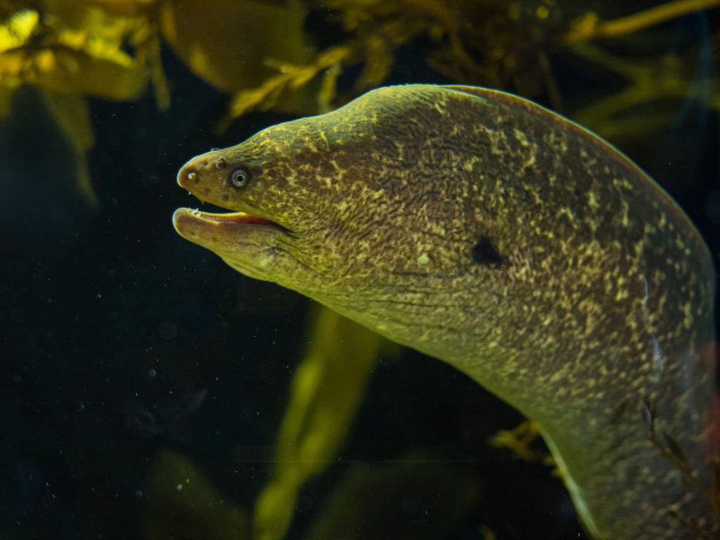 Eel