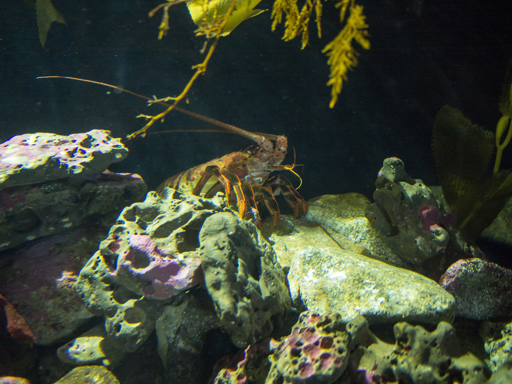 Lobster