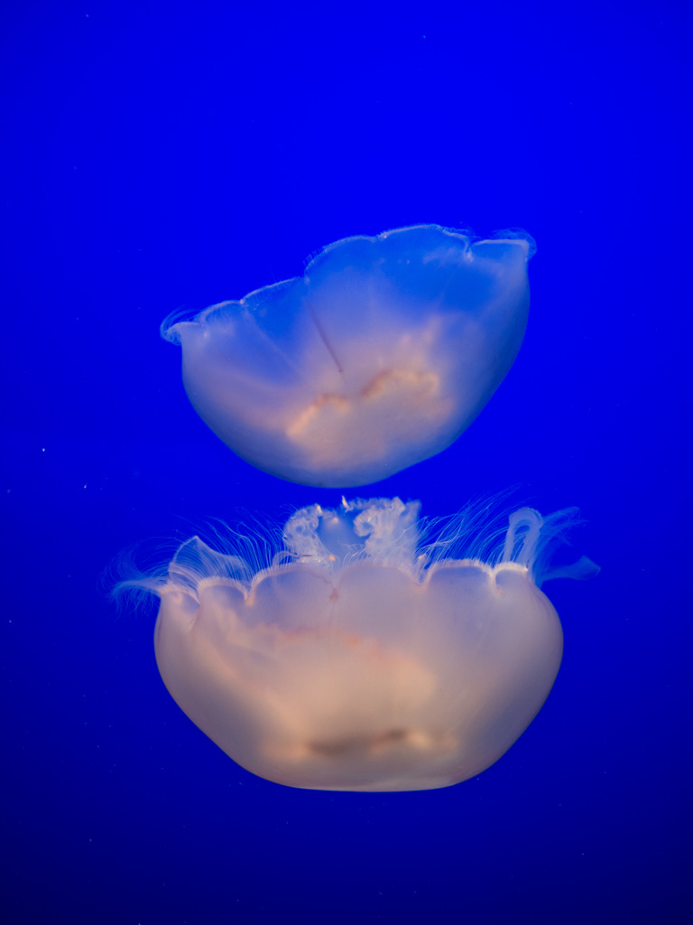 Jellies
