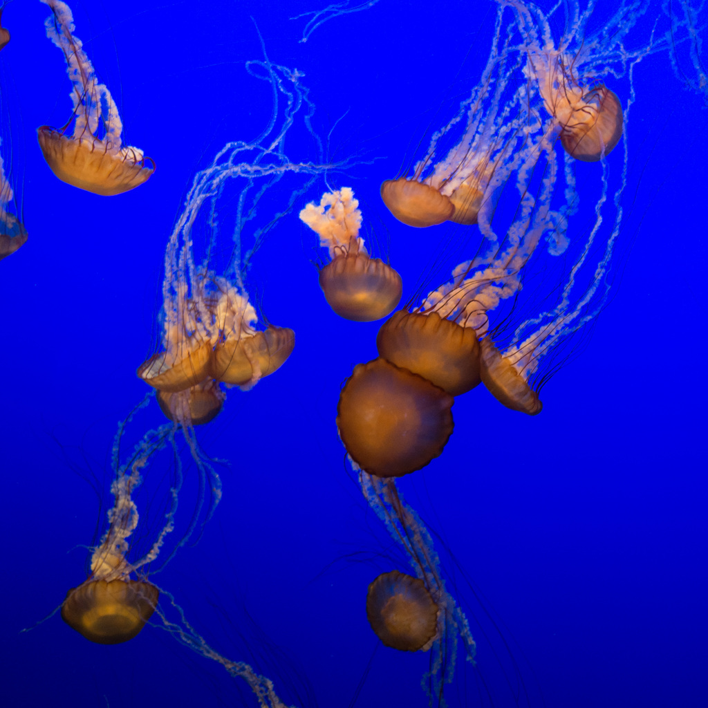 Jellies
