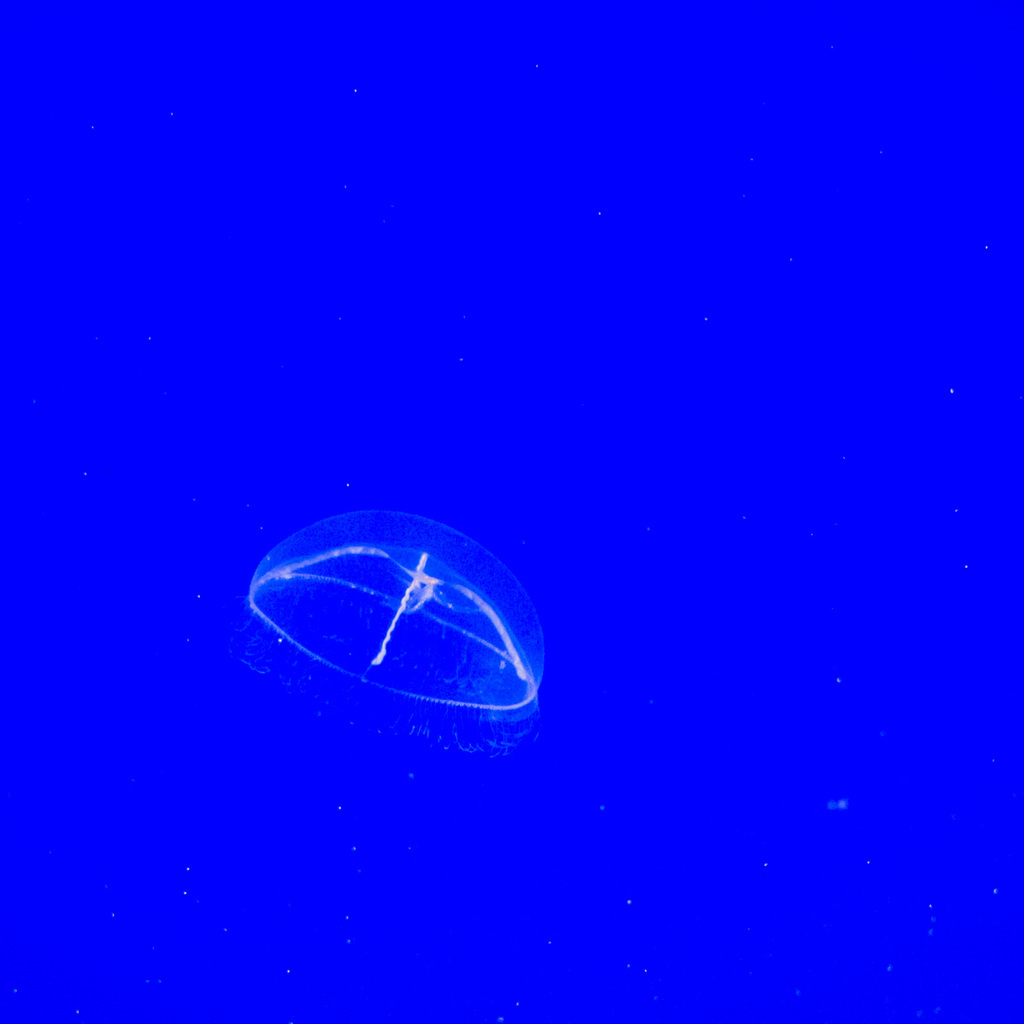 Jelly