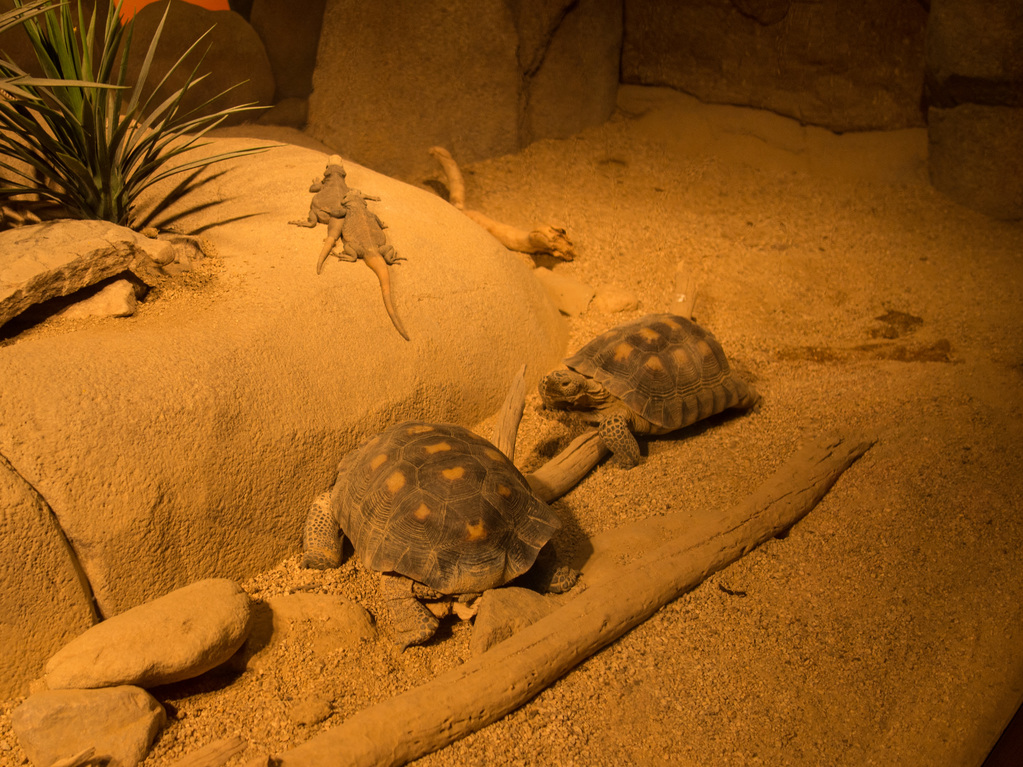 Reptiles