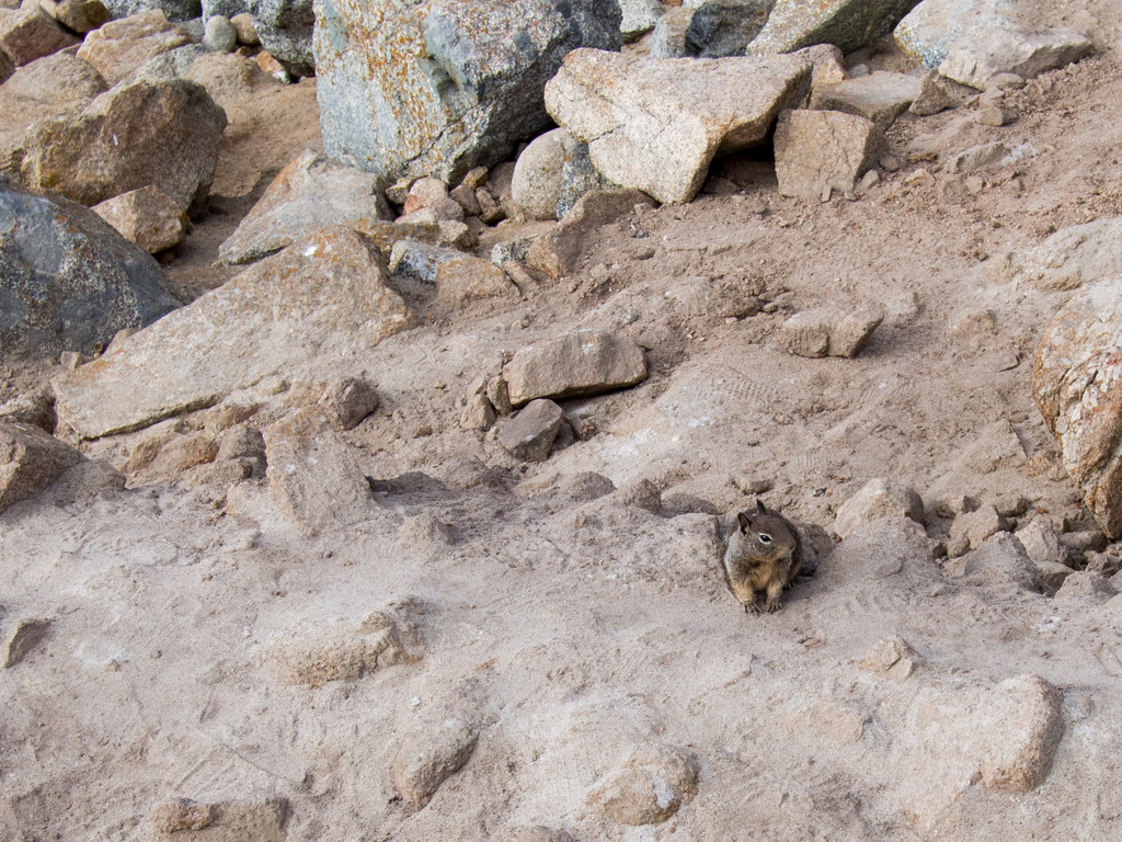 Beach squirrel