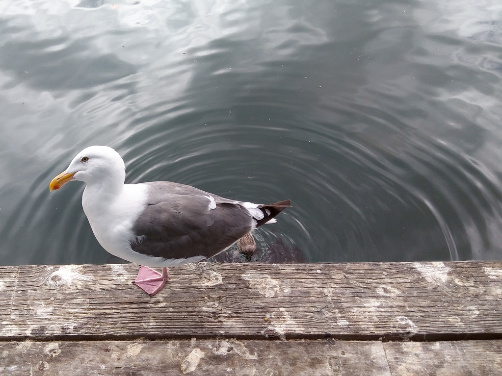 Gull