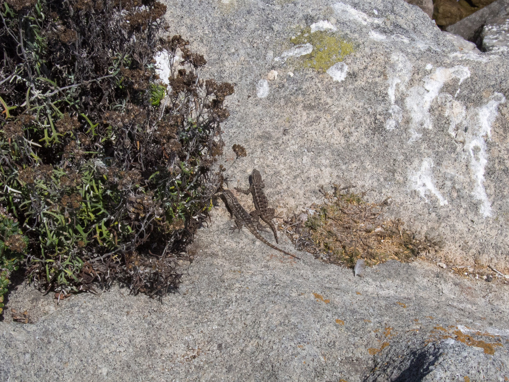 Point Lobos State National Reserve