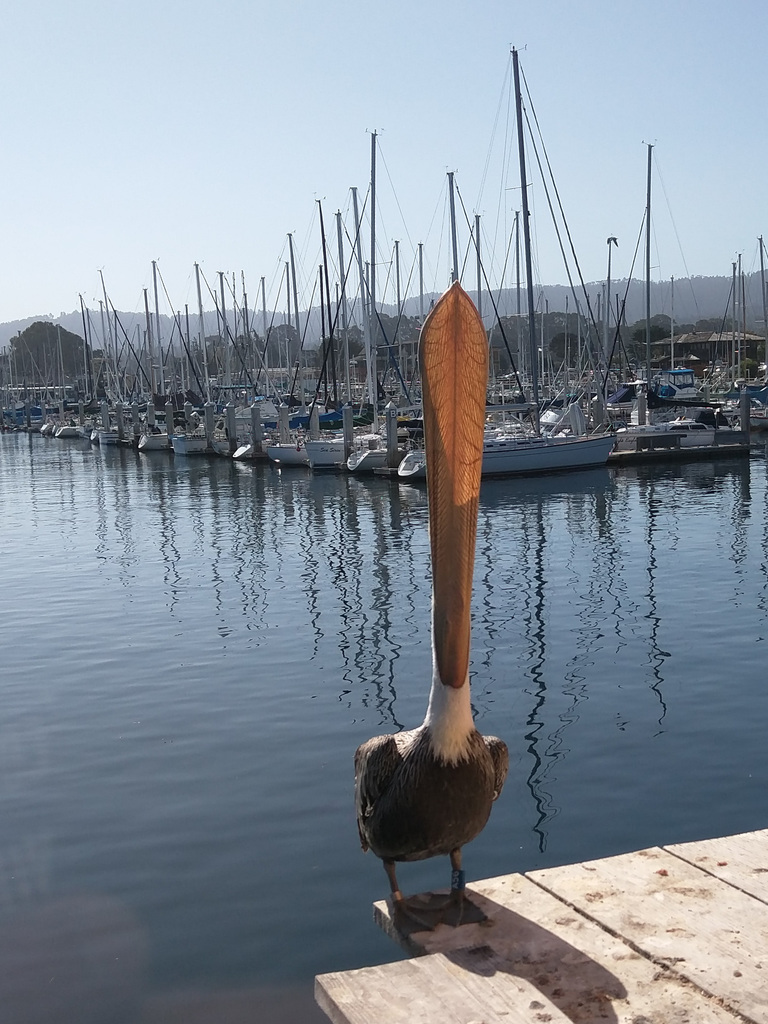 Pelican stretch