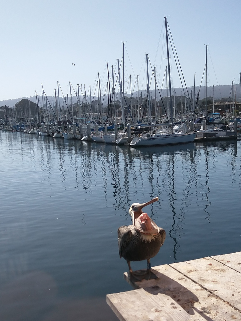Pelican WTF!?