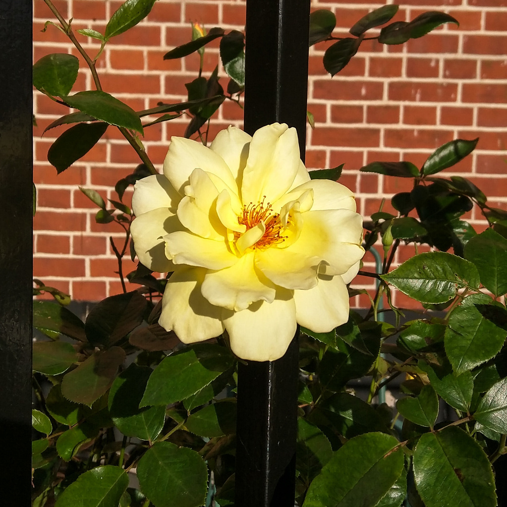 Yellow rose