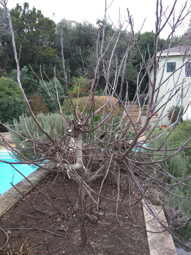 Fig before