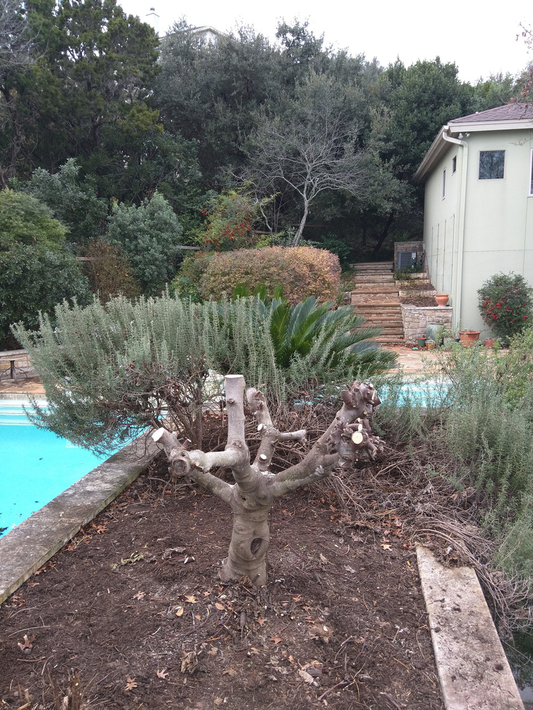 Fig after