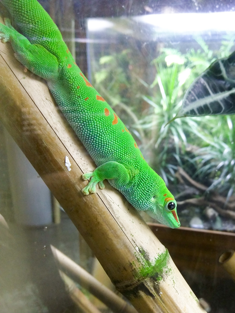 California Academy of Science California Academy of Science