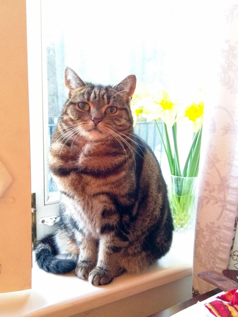 Mitzy