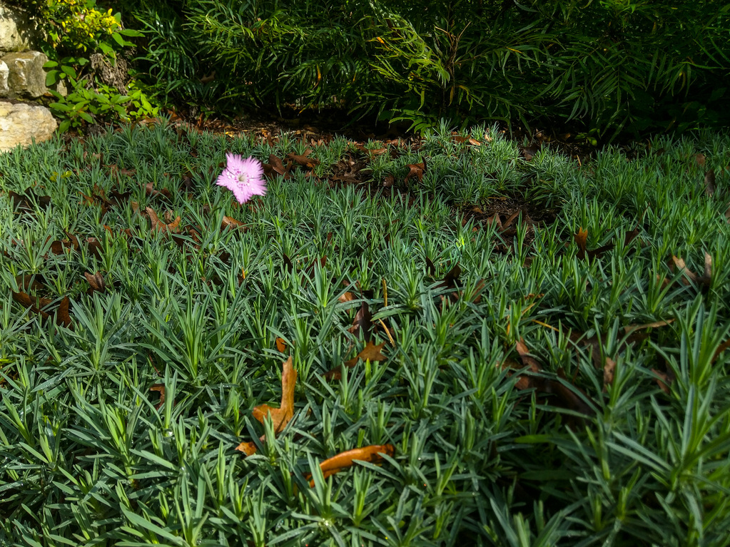 Lone Pink