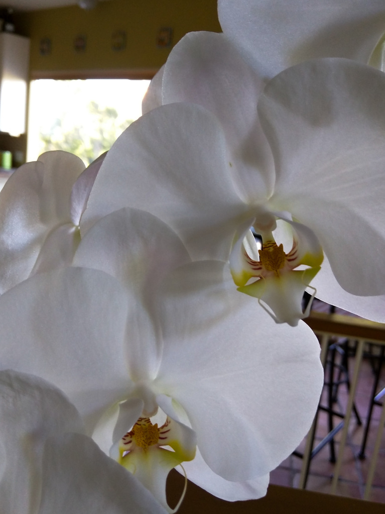 Orchids