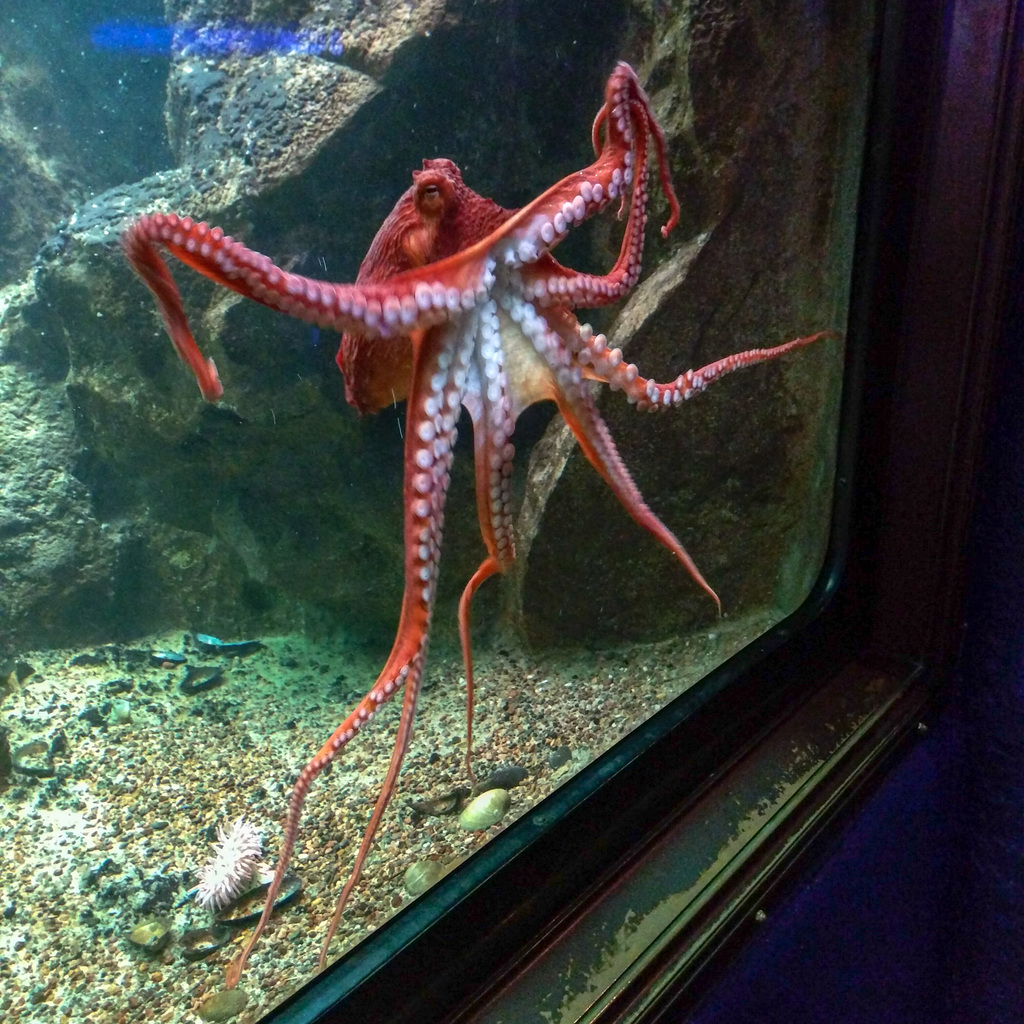 Octopus