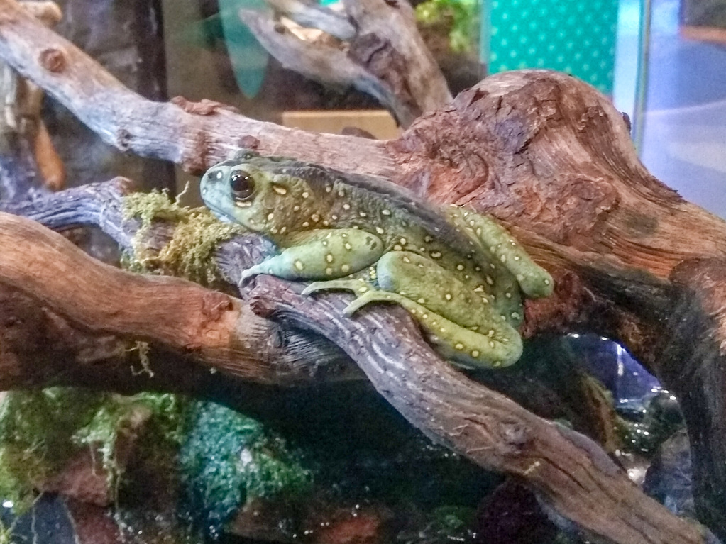 Asian yellow-spotted climbing toad