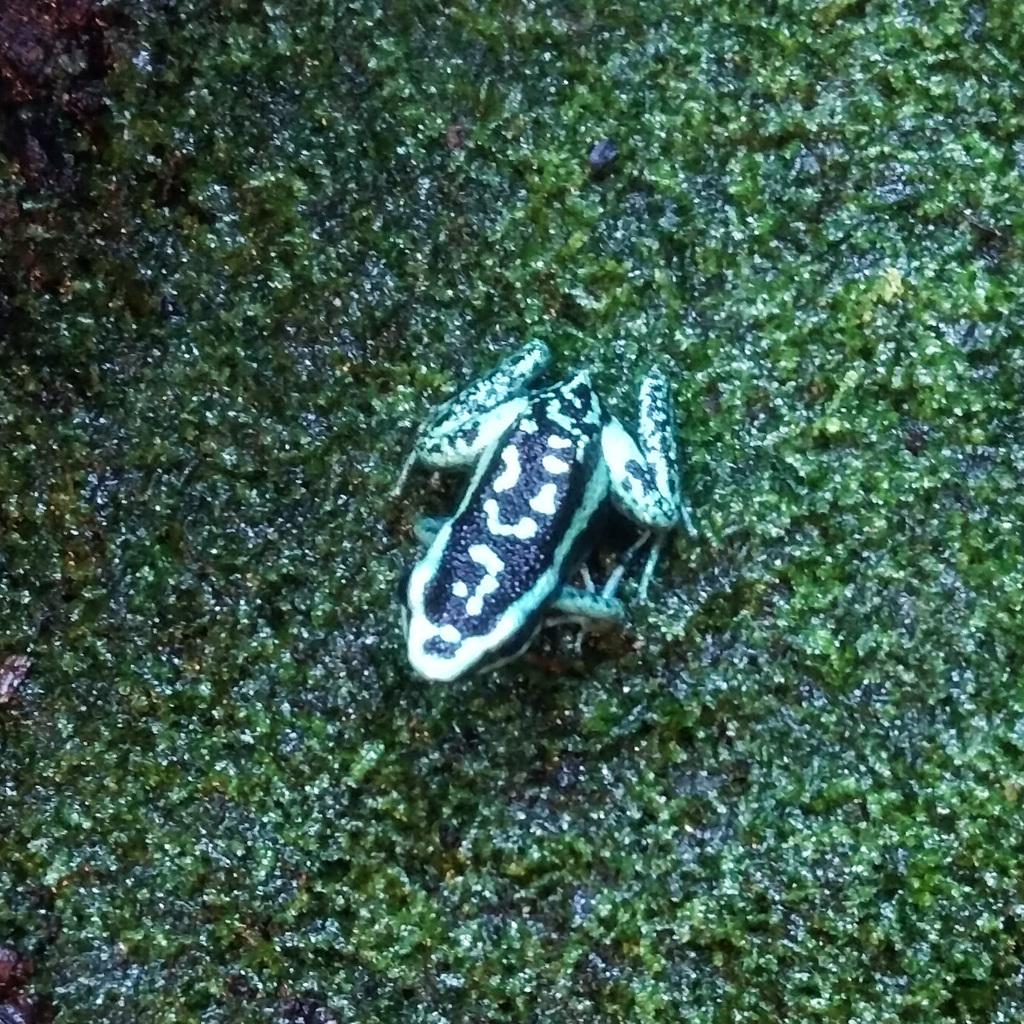 Dendrobates