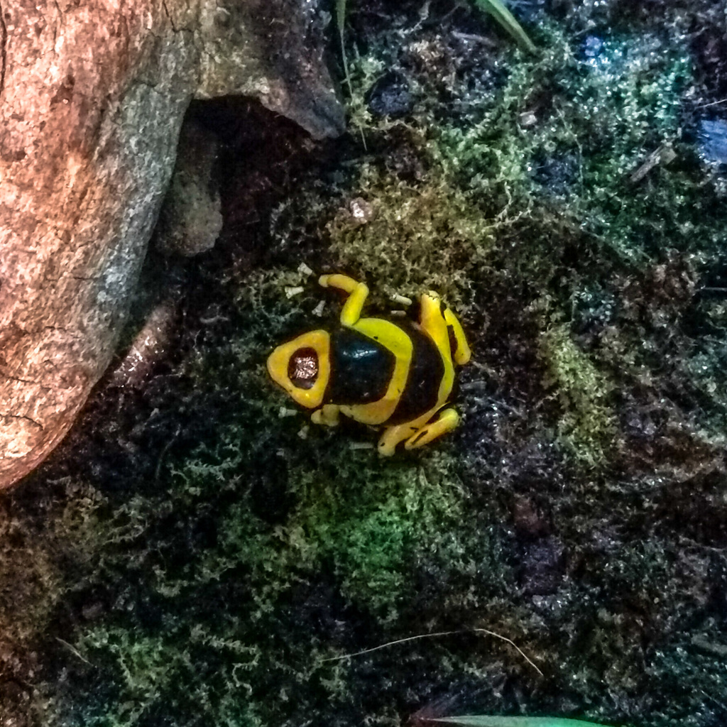 Dendrobates