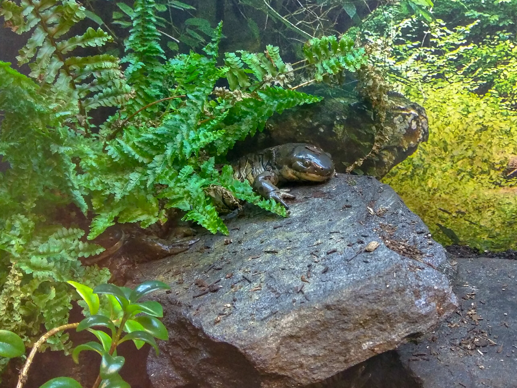 Tiger salamander