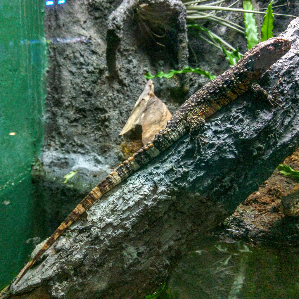 Chinese crocodile lizard
