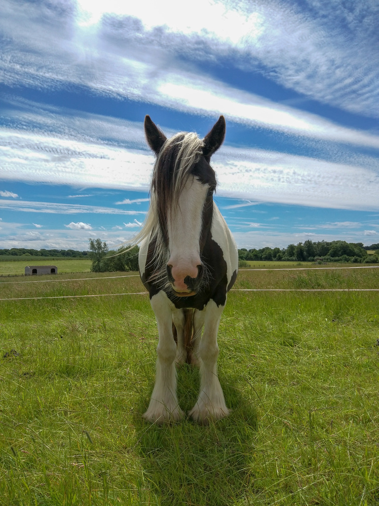 Pony