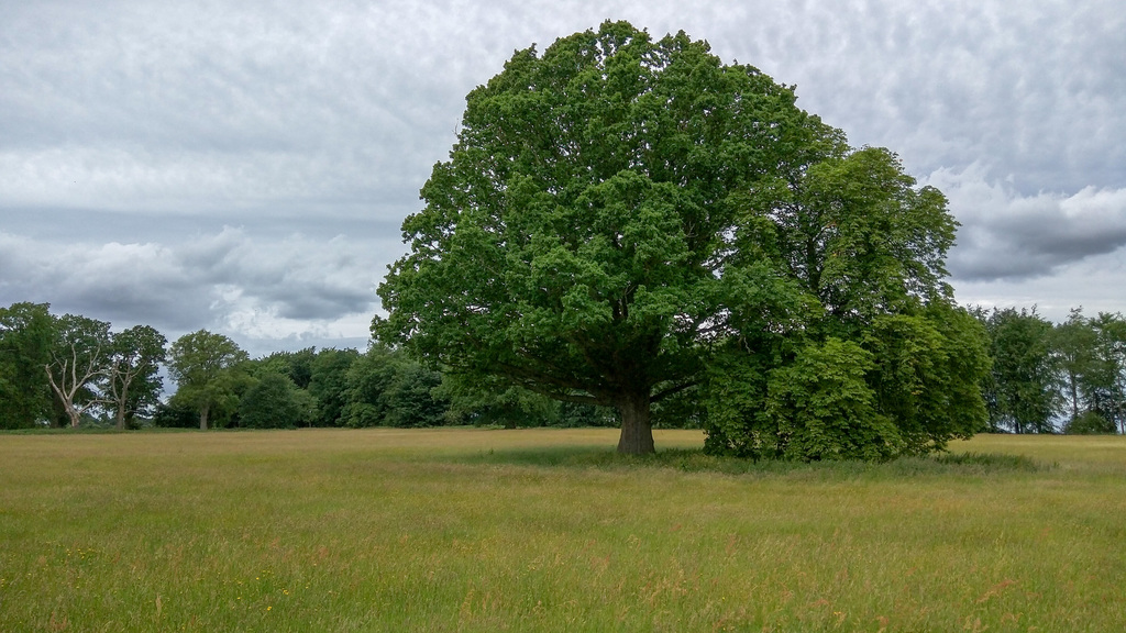 Trees
