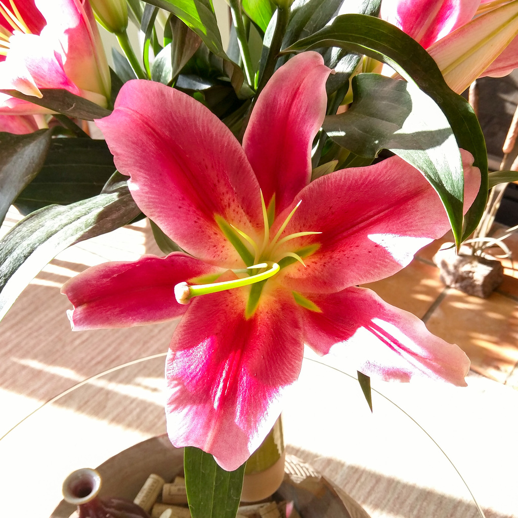 Flowers