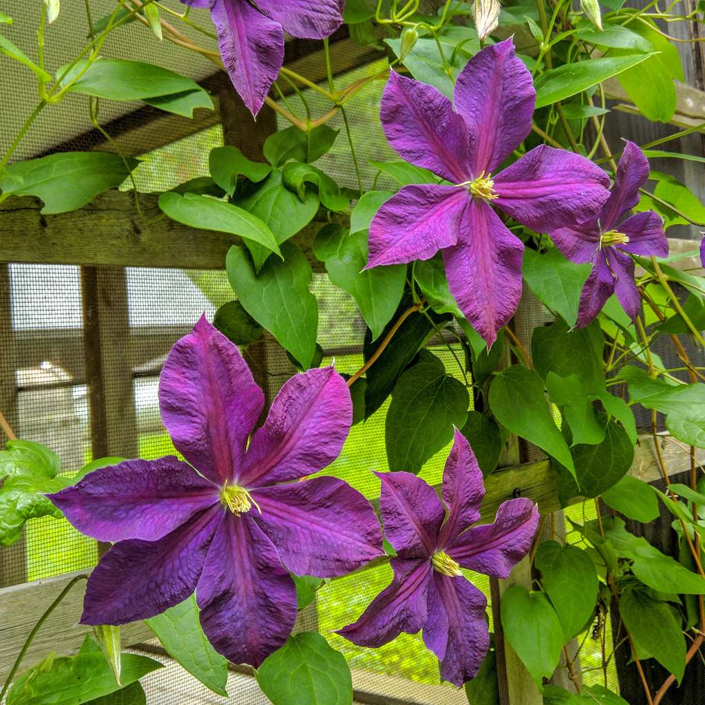 Clematis