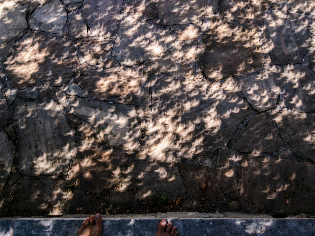 Leaves