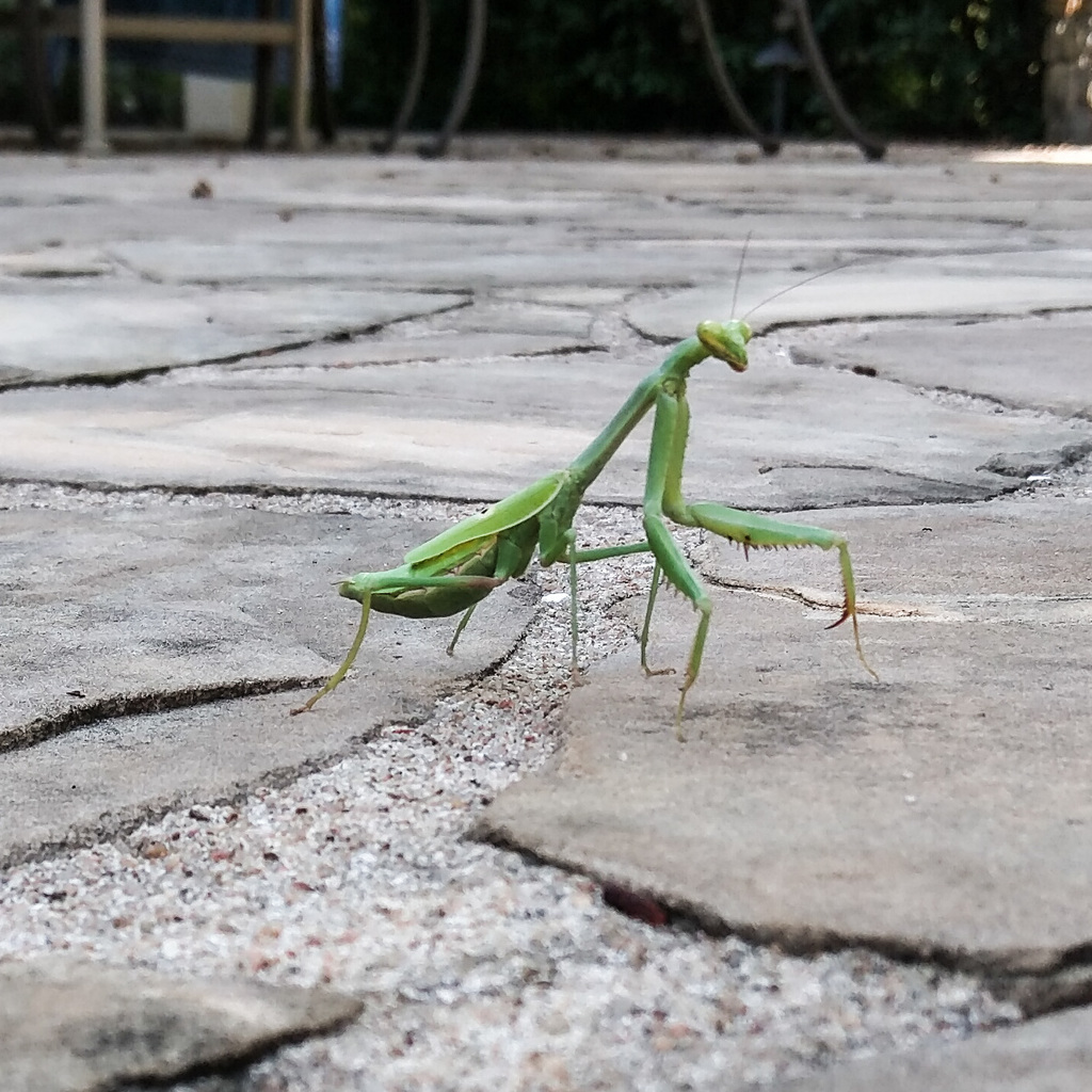 Mantis