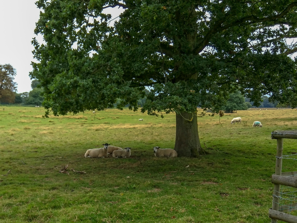 Sheep
