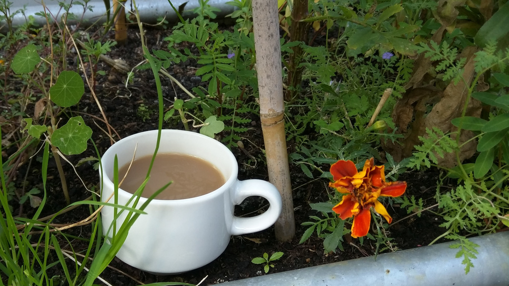 English teacup ready for harvest