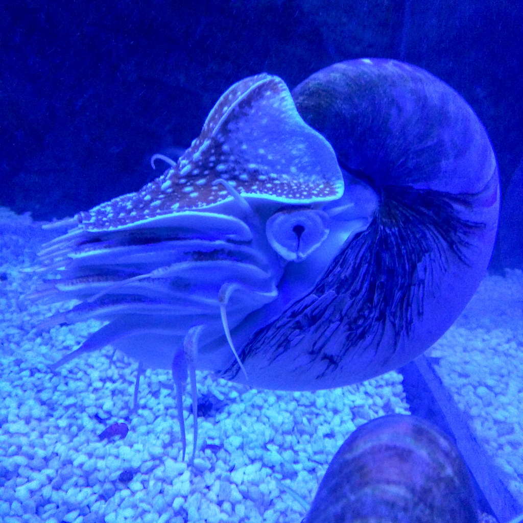 Nautilus