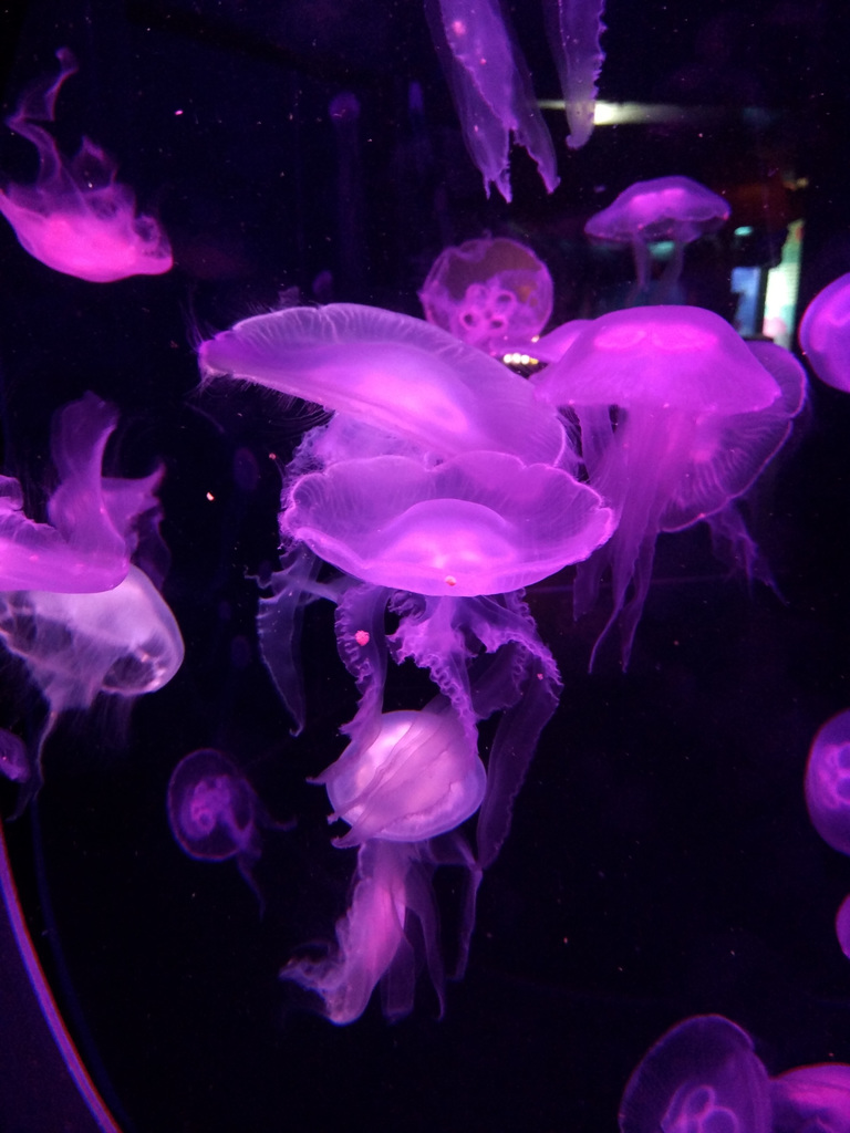 Jellies