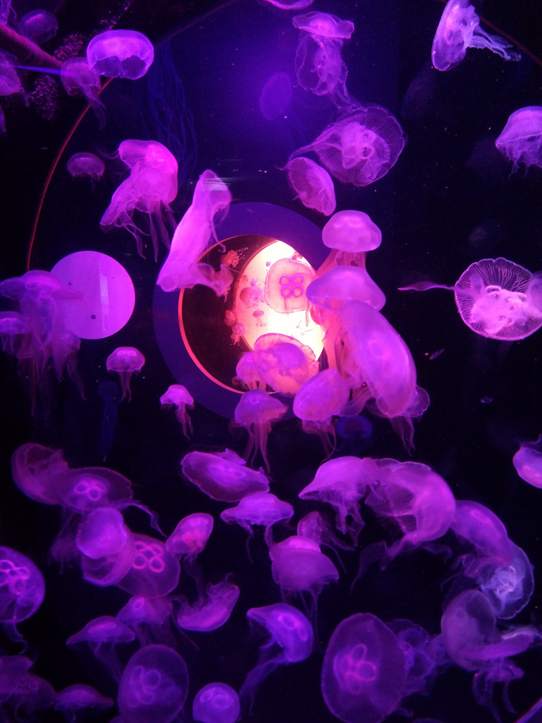 Jellies