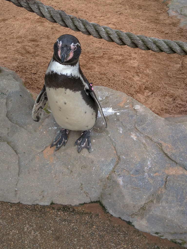 Penguin
