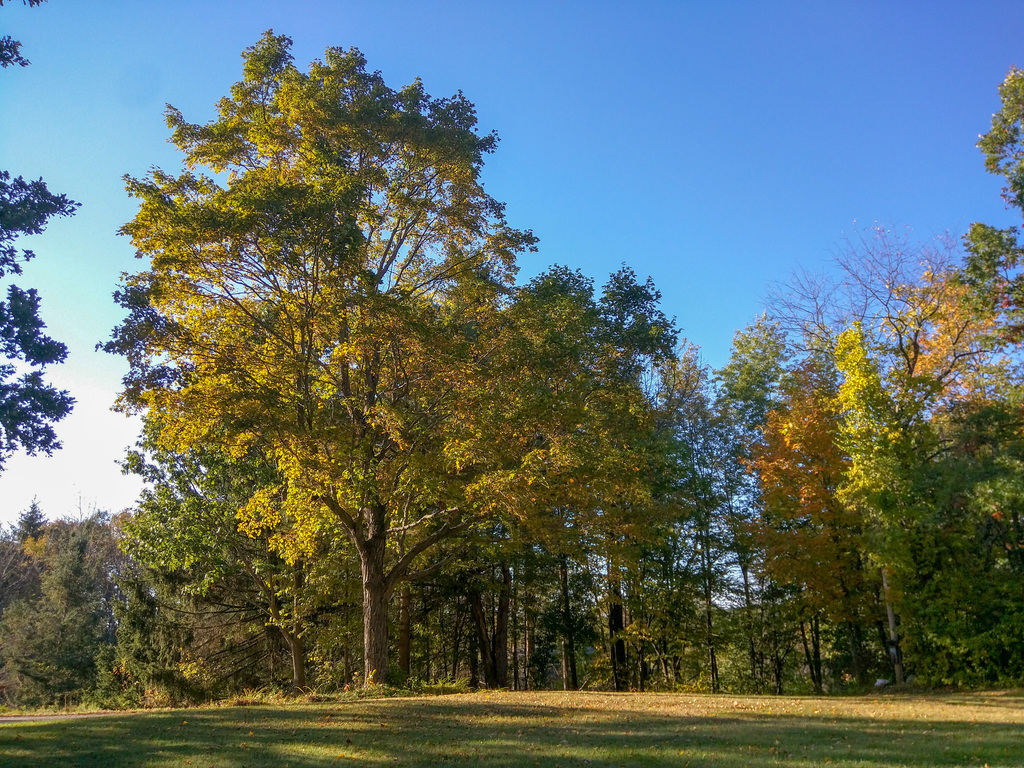 Trees