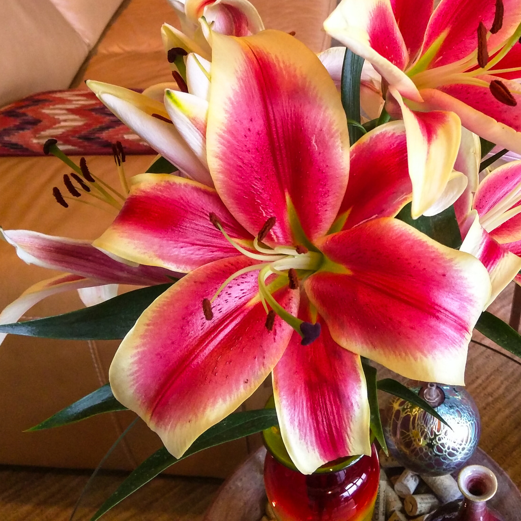 Lilies