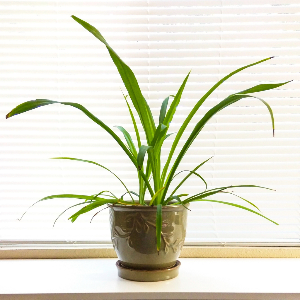  Spider plant